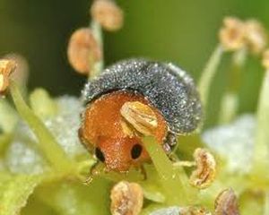 uploads/images/pest/pumkin mealybugs.jpg